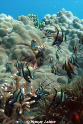 Banggai Cardinalfish in Lembeh. Taken with a Sea and Sea ... by Morgan Ashton 
